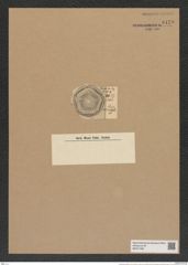 Aulacodiscus affinis Grun. (de-Toni-Nr.: Genus 182, Species 4532) Zeichnungen Sammlung Grunow Nr. 8129 (NHMW-BOT-W0377480)